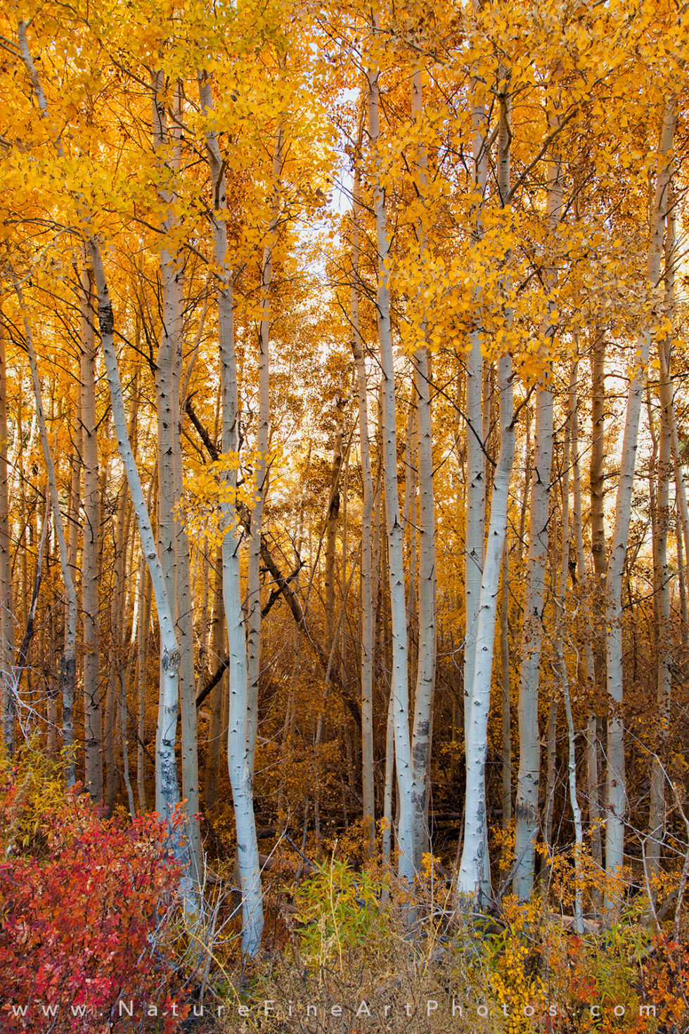 fall foliage aspen tree with fall colors