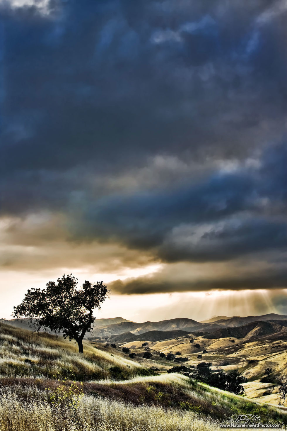 Nature Photo of Ahmanson Ranch