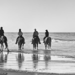 Black and White Photo of Horses on the Beach