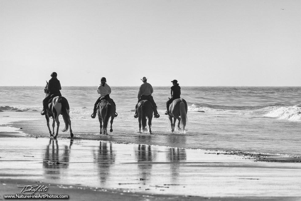 Black and White Photo of Horses on the Beach