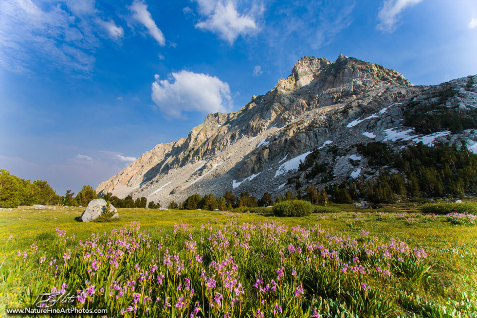 Wildflowers Nature Photo