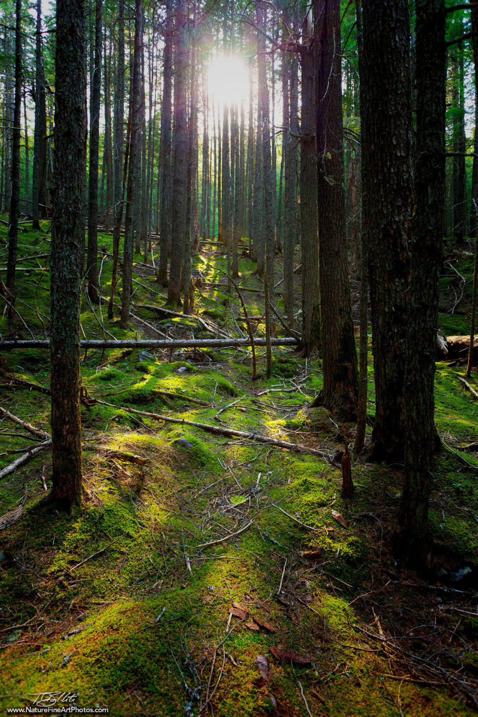 Nature Photo of the Enchanted Forest in Glacier National Park