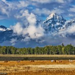 photo of horses grazing with mountains behind