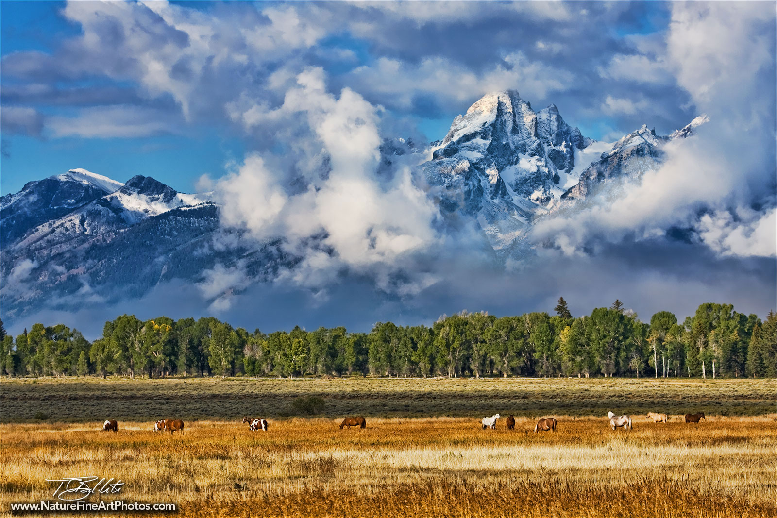photo of horses grazing with mountains behind