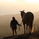 Sunset Horse Photo