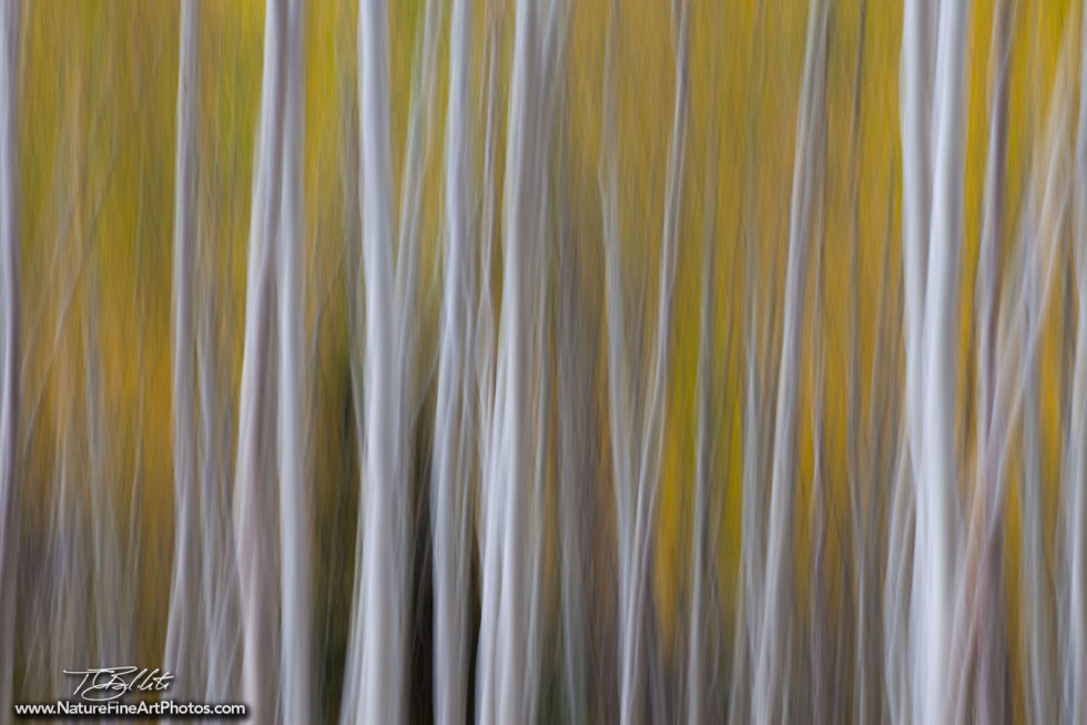 Fine Art Photo of Aspen Trees in Motion