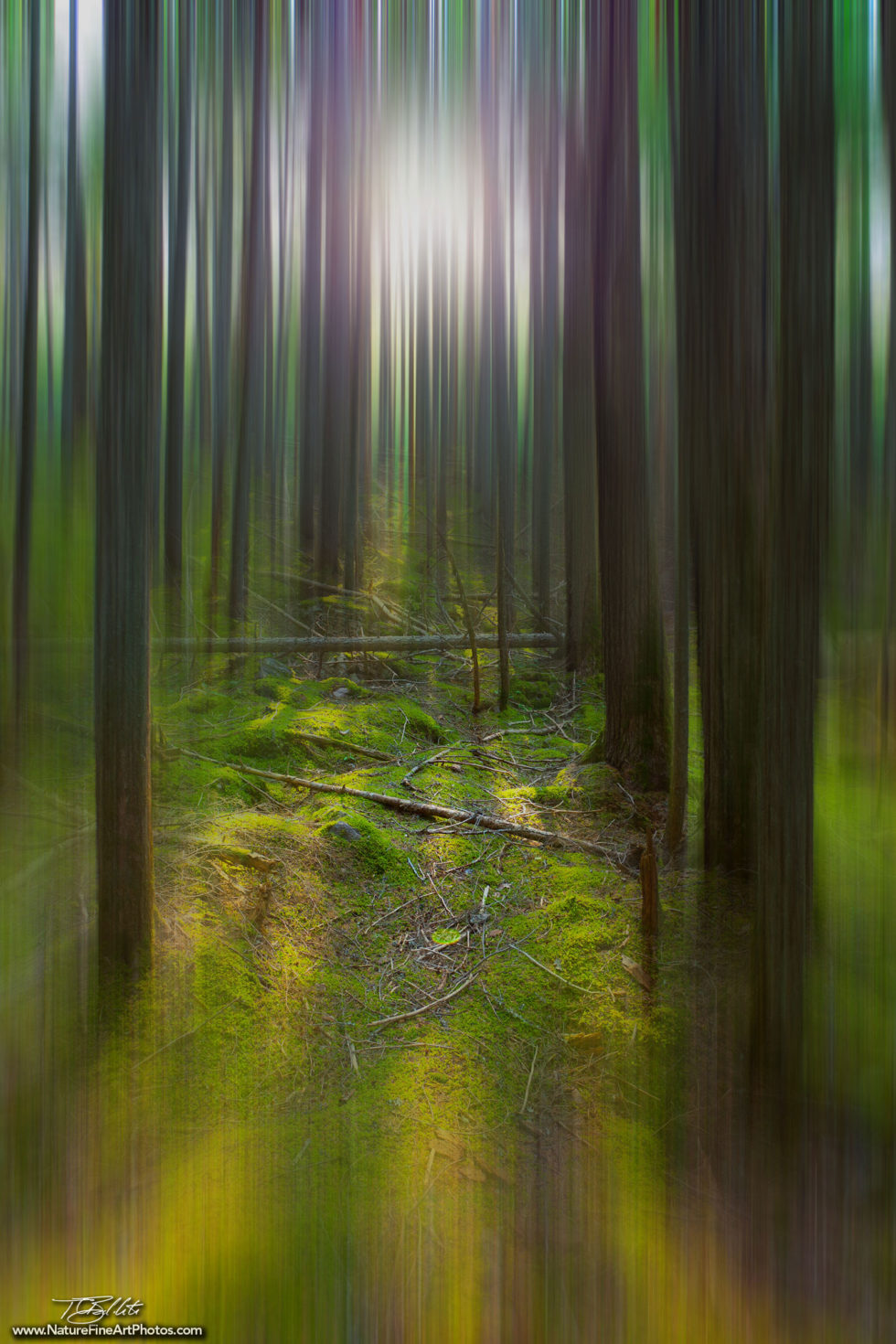 Fine Art Photo of the Enchanted Forest in Motion