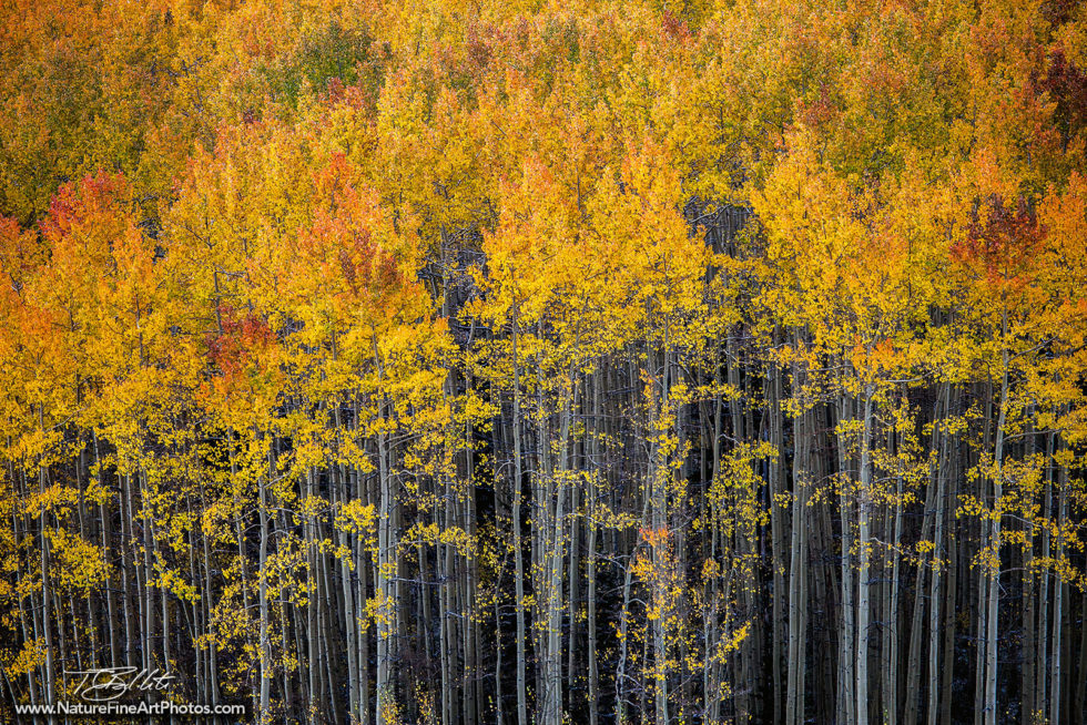 Nature Photo of Aspen Trees