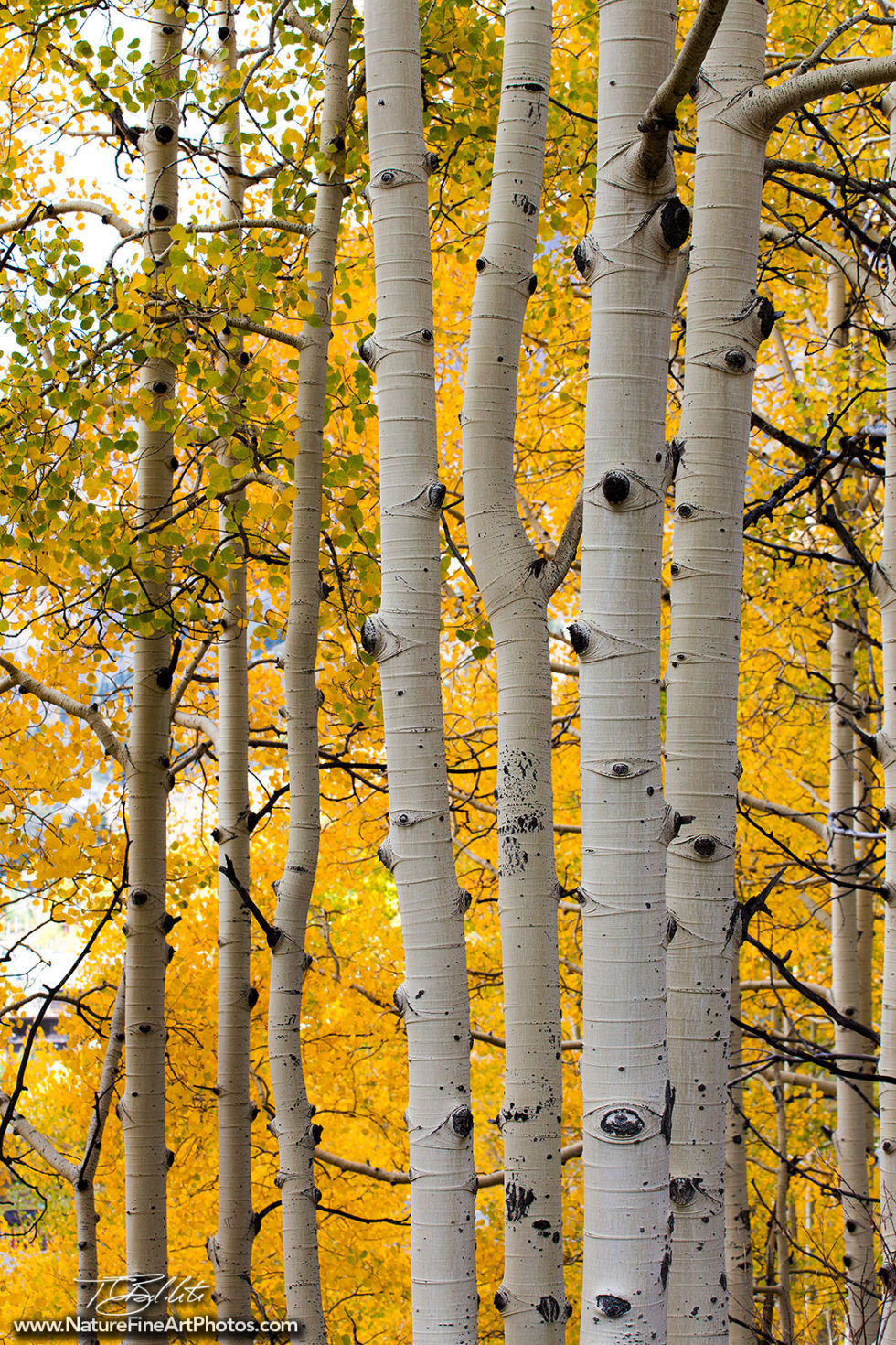 Aspen Trees Photo