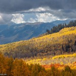 Nature Photo of Aspen Trees