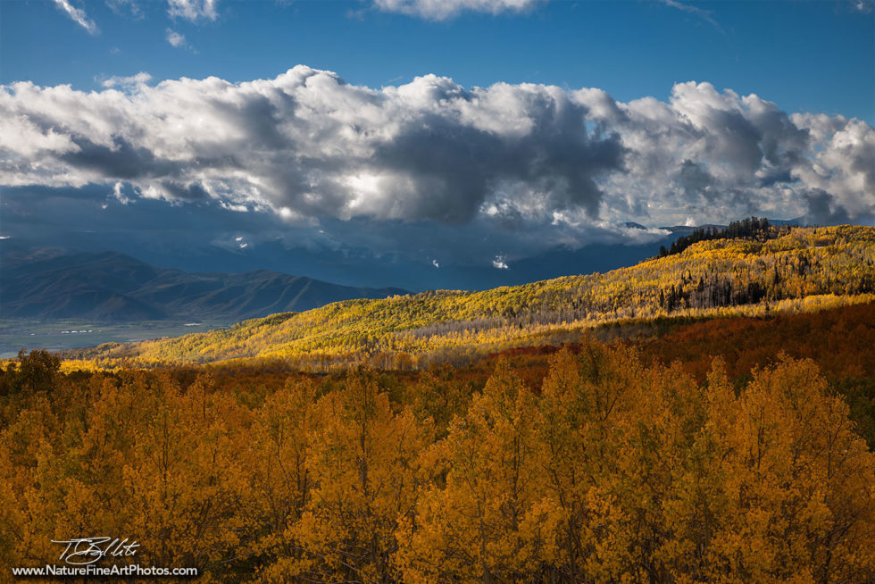 Utah Photo of Aspen Trees