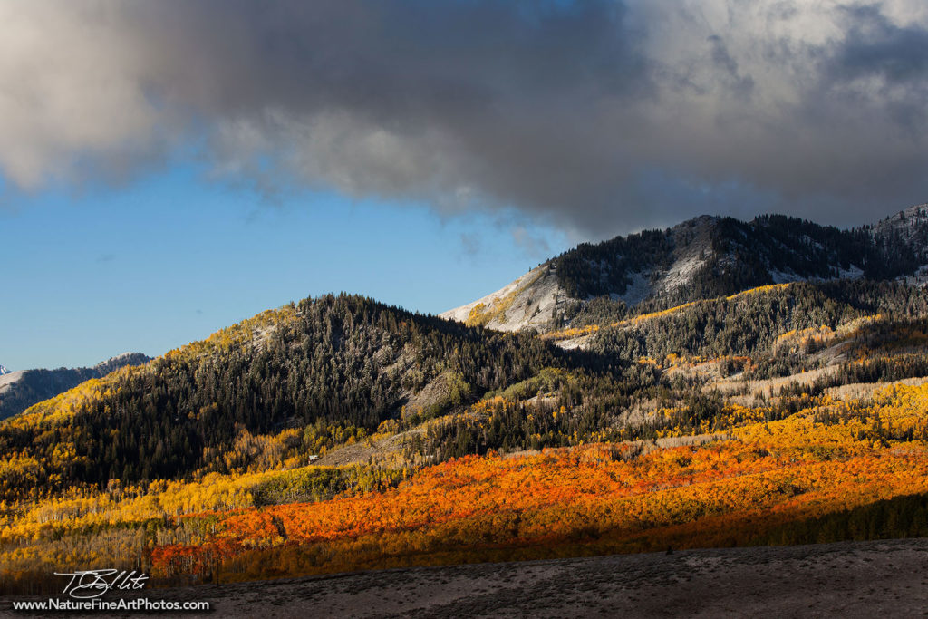 Utah Fall Foliage Photo