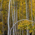 Fall Foliage Aspen Photo