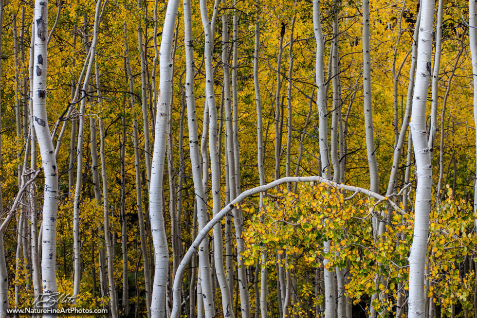 Fall Foliage Aspen Photo