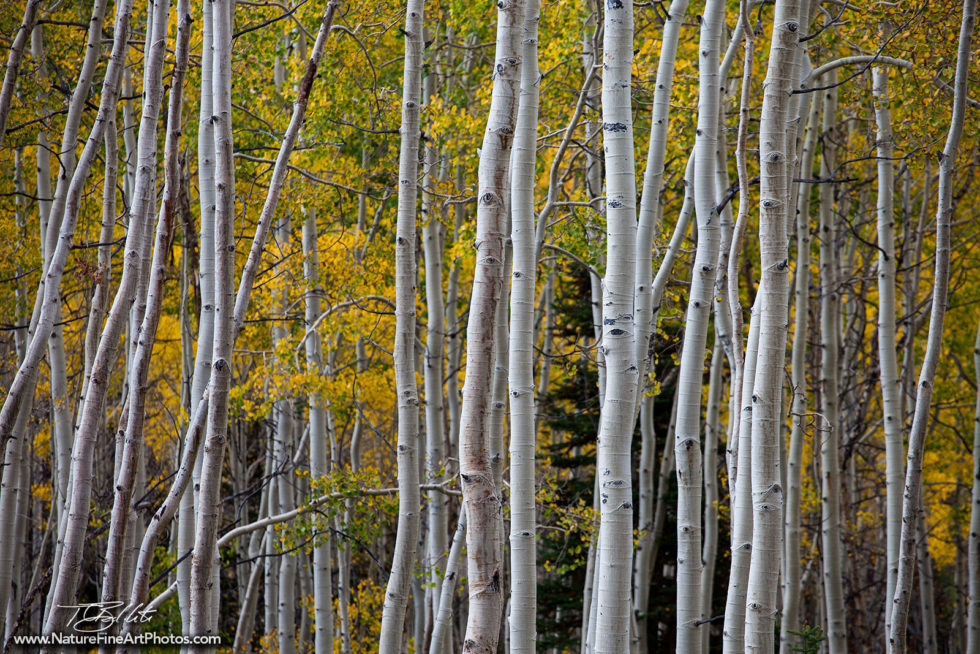 Nature Photo of Aspen Trees