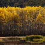 Fall Foliage Photo of Midway Aspen Grove