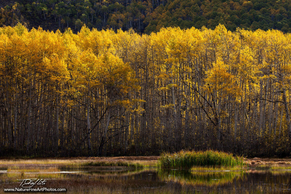 Fall Foliage Photo of Midway Aspen Grove