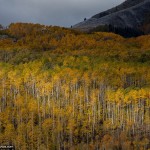 Fall Foliage Photo of Aspen Trees