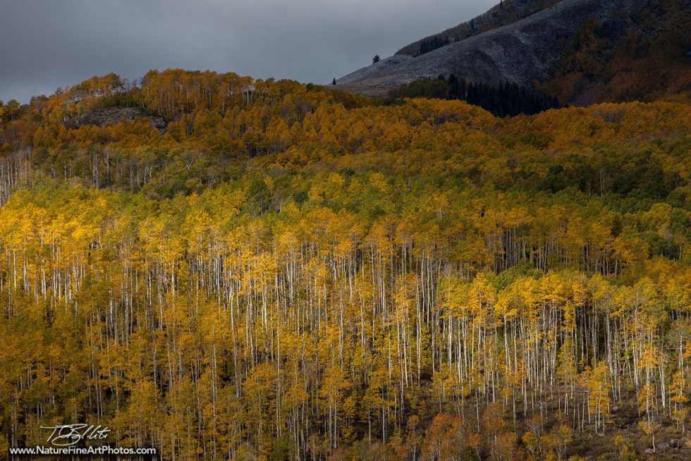 Fall Foliage Photo of Aspen Trees