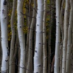 Nature Photo of Aspen Grove in fall