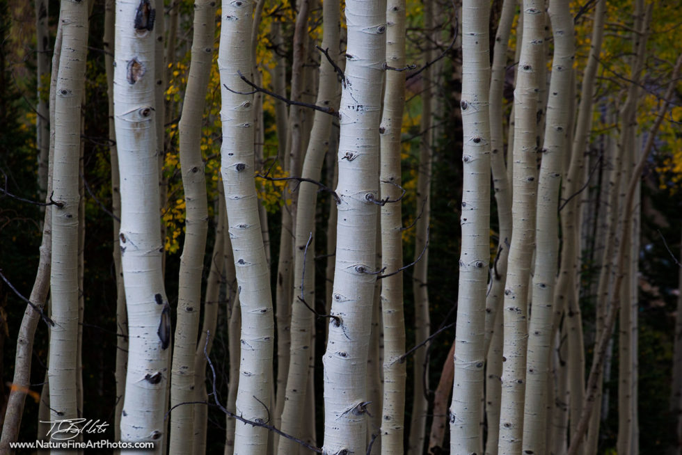 Nature Photo of Aspen Grove in fall