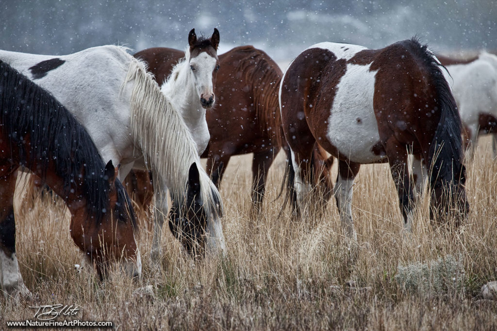 Horse Photo