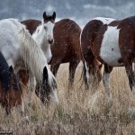 Horse Photo