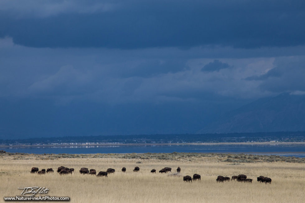 Wildlife Photo of Bison Roaming Free