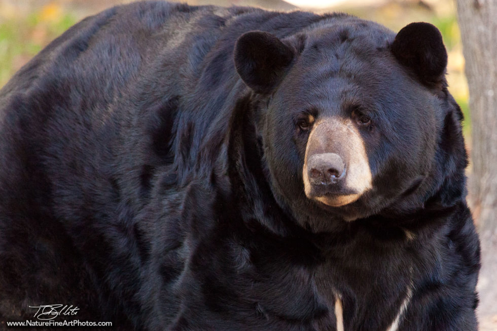 Wildlife Bear Photo