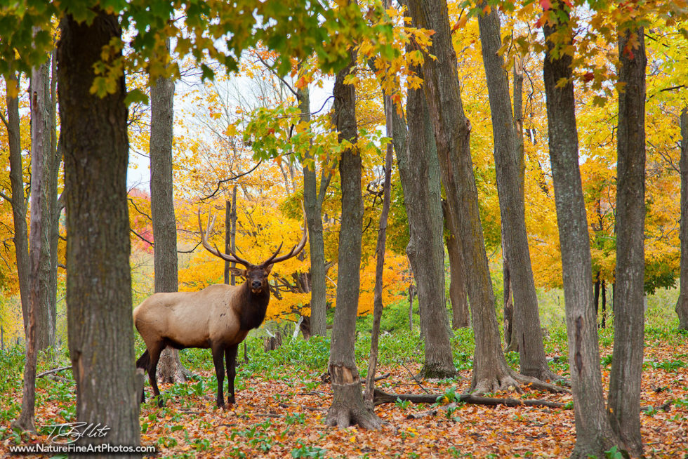 Wildlife Photo of the Elk's Lodge in Michigan