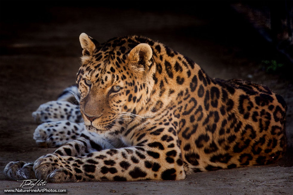Leopard Cat House Wildlife Photo
