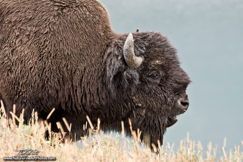 Wildlife Photo of Bison