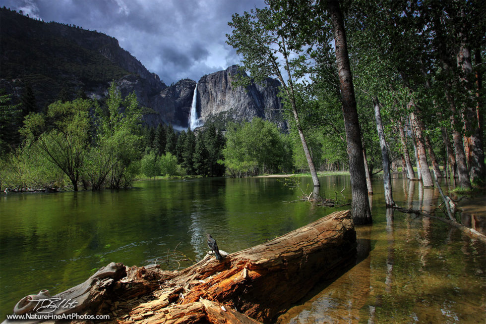 Yosemite Photo of Yosemite Falls and the River