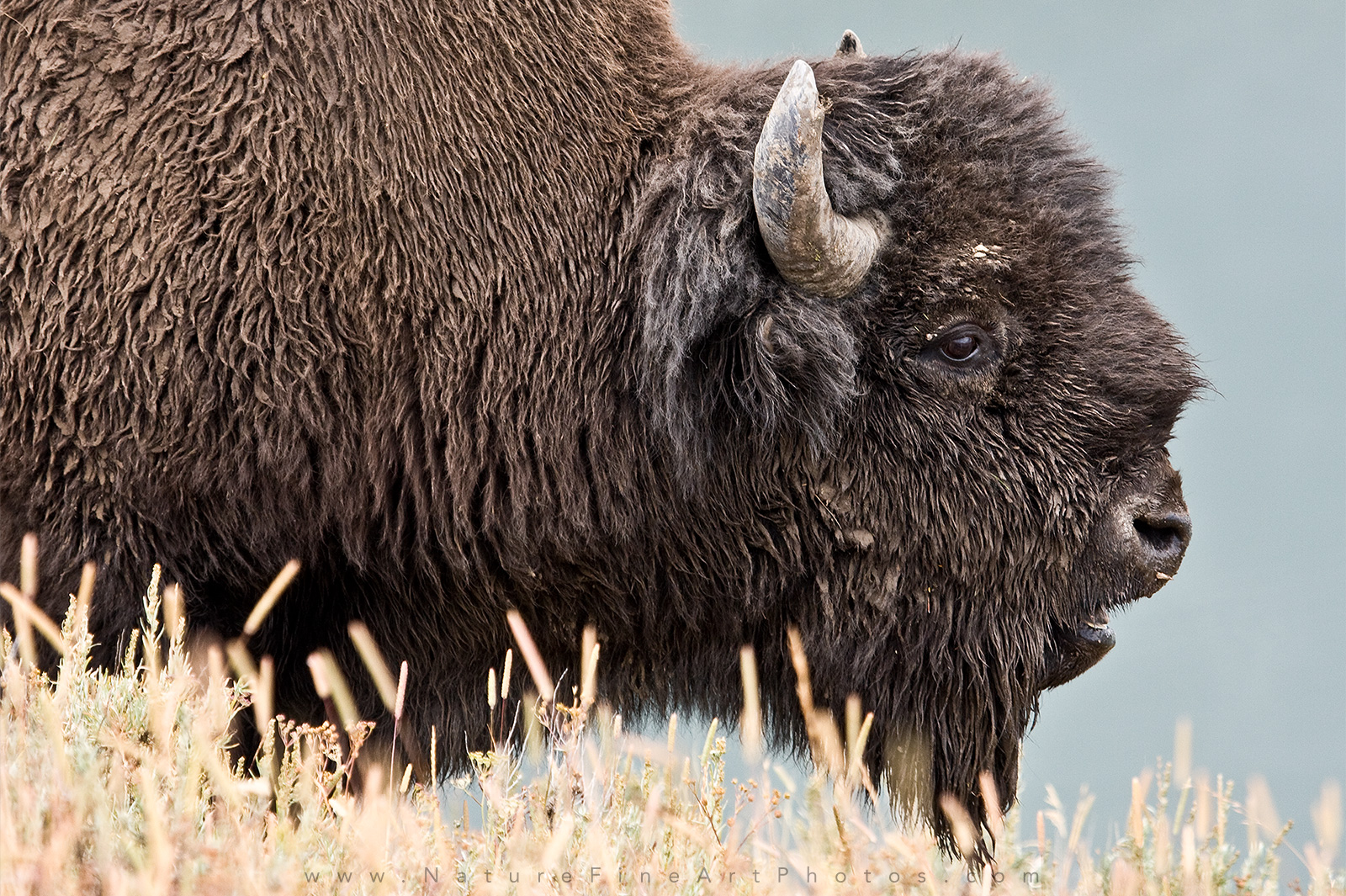 Wildlife Photo of Bison