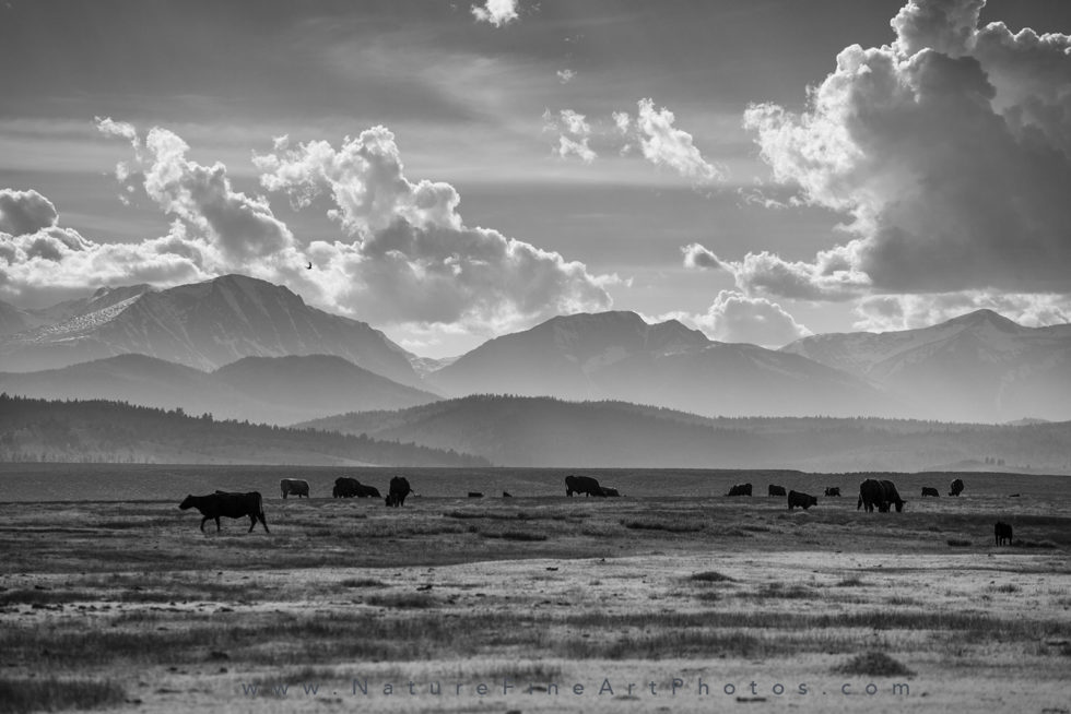 photo of Cows grazing