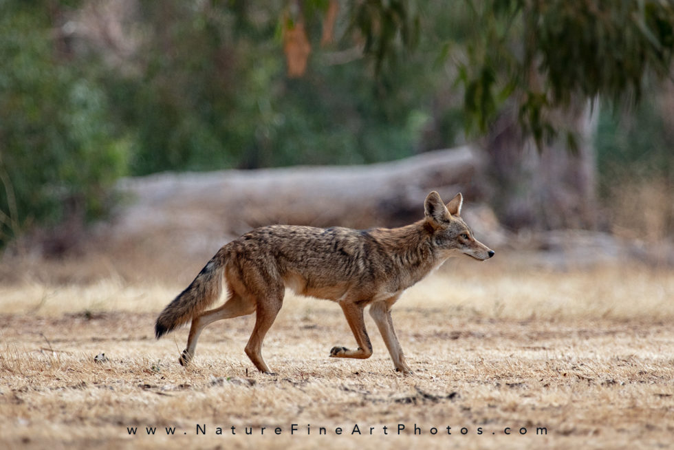 coyote running on grass
