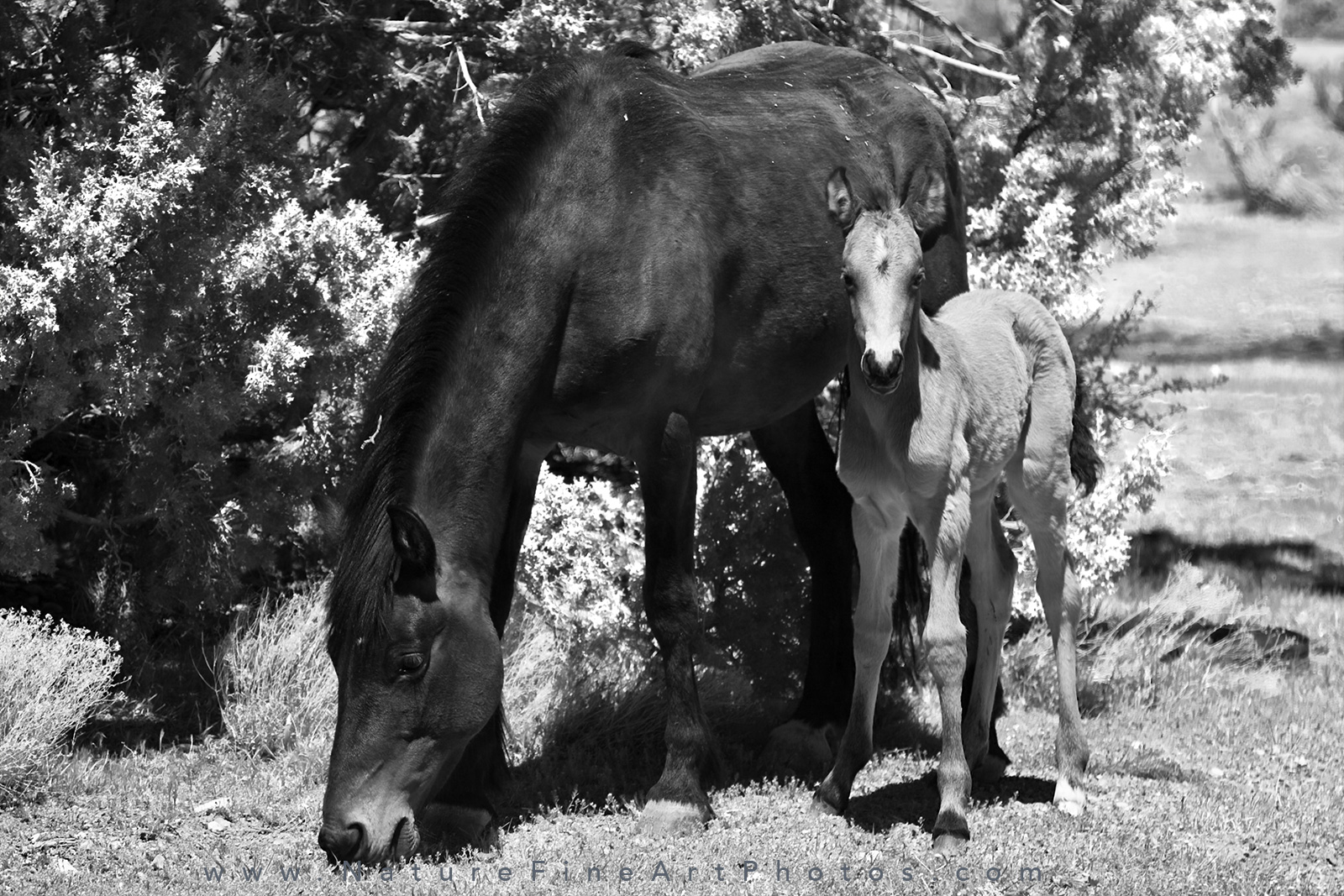 wild horses foal and mother (mare)