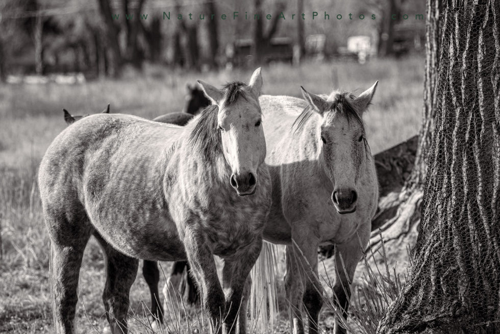 two grey horses standing together