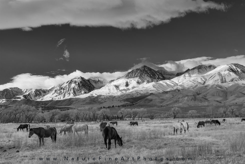 photo of happy horses grazing in a field