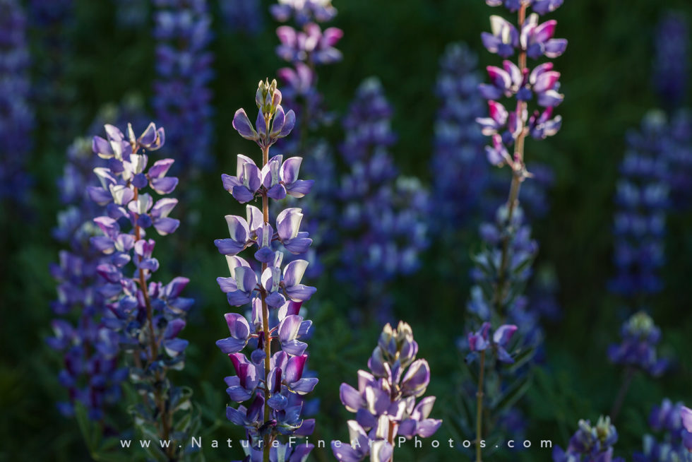 purple lupine flower photo