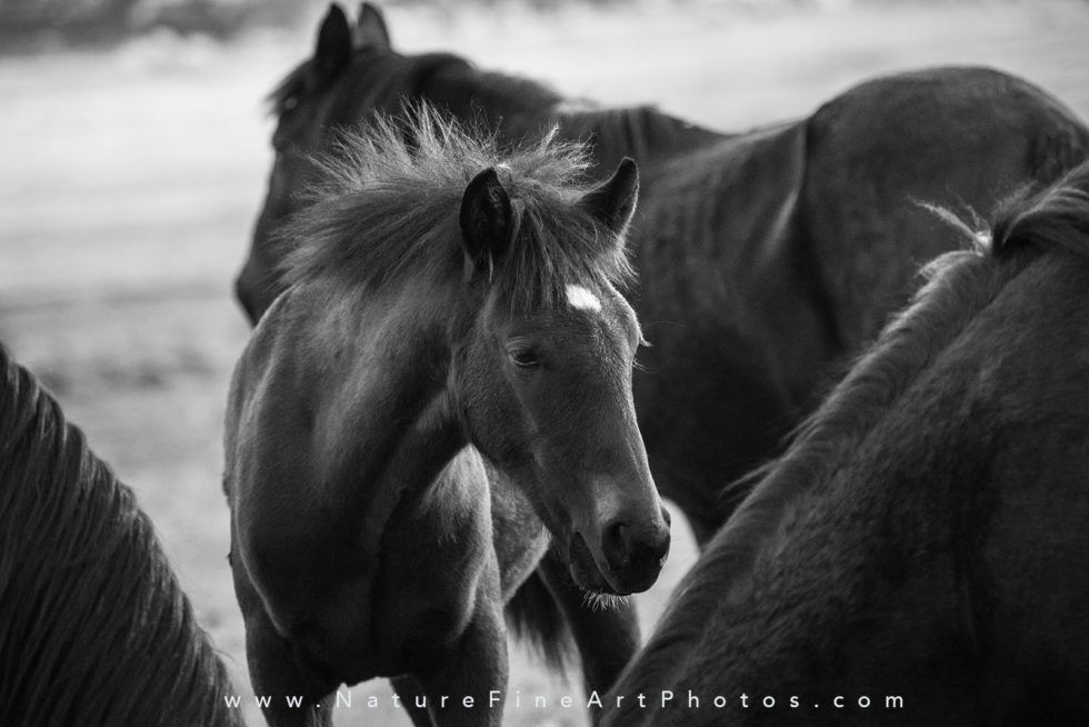 wild baby horse photo among a herd