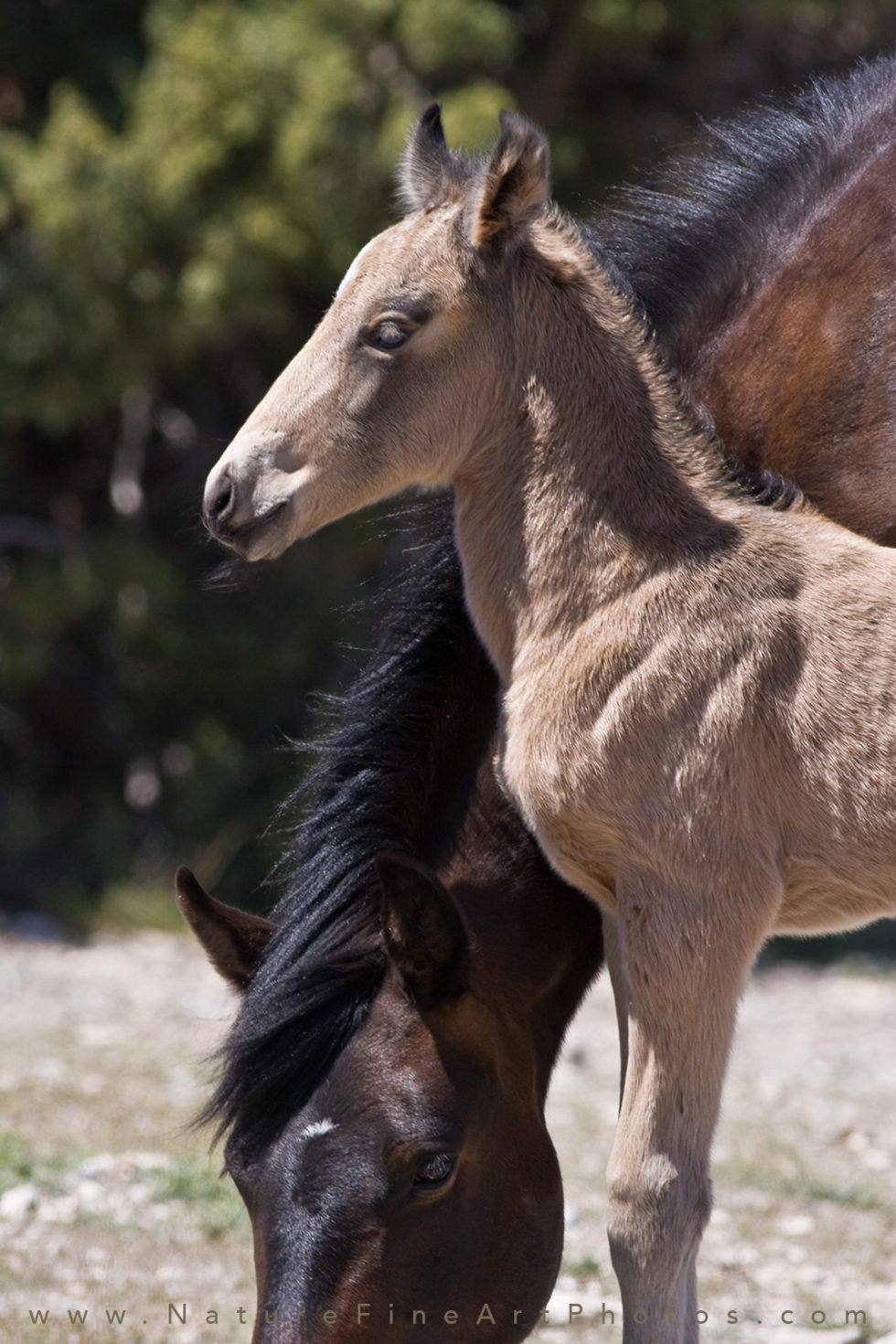 buckskin colored wild baby horse