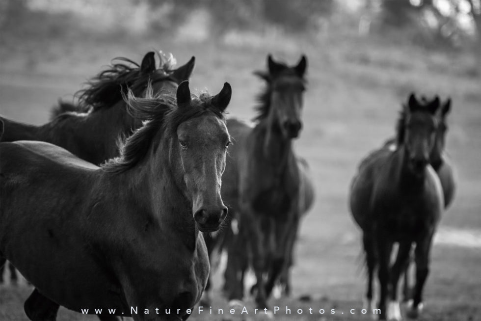 herd of wild horses running photo
