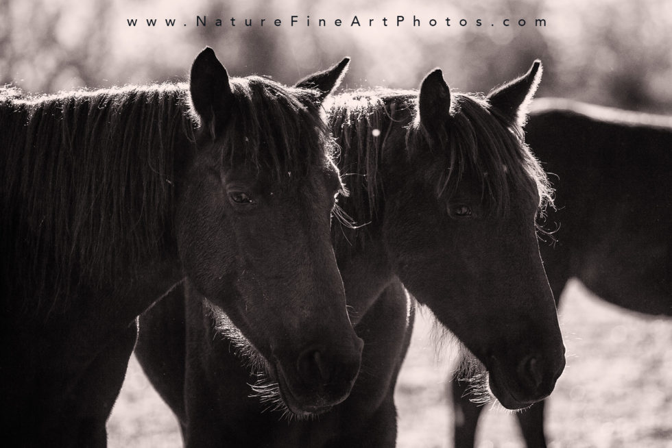 wild horses standing in harmony close up photo