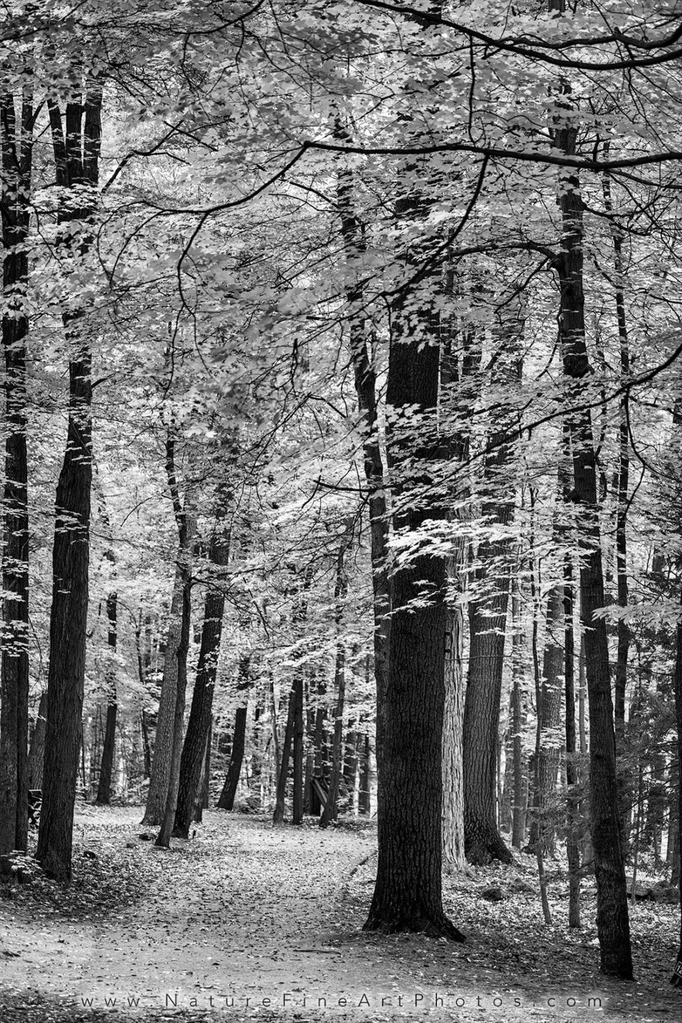 photo of black and white trees