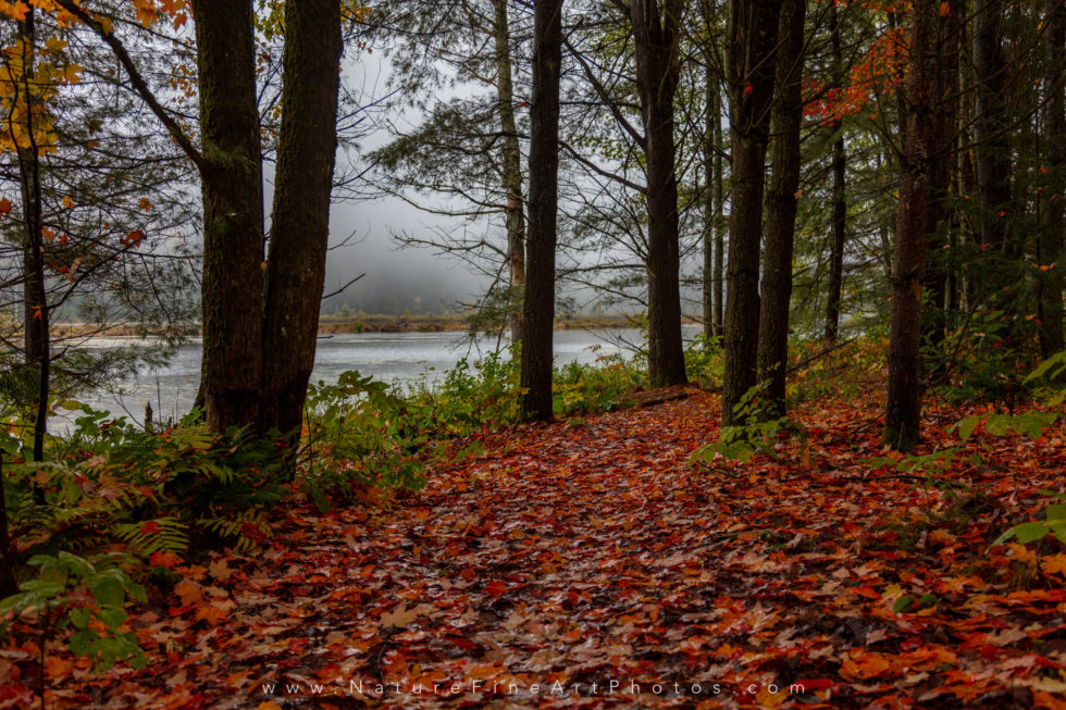 fall colors leaves on ground