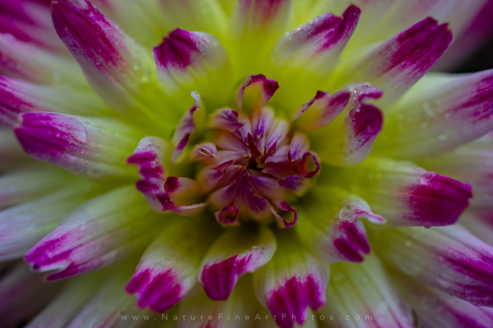 photo of pink white flower