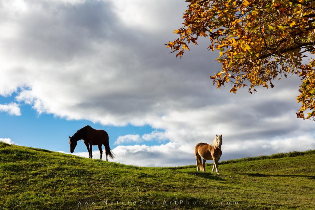photo of horses grazing