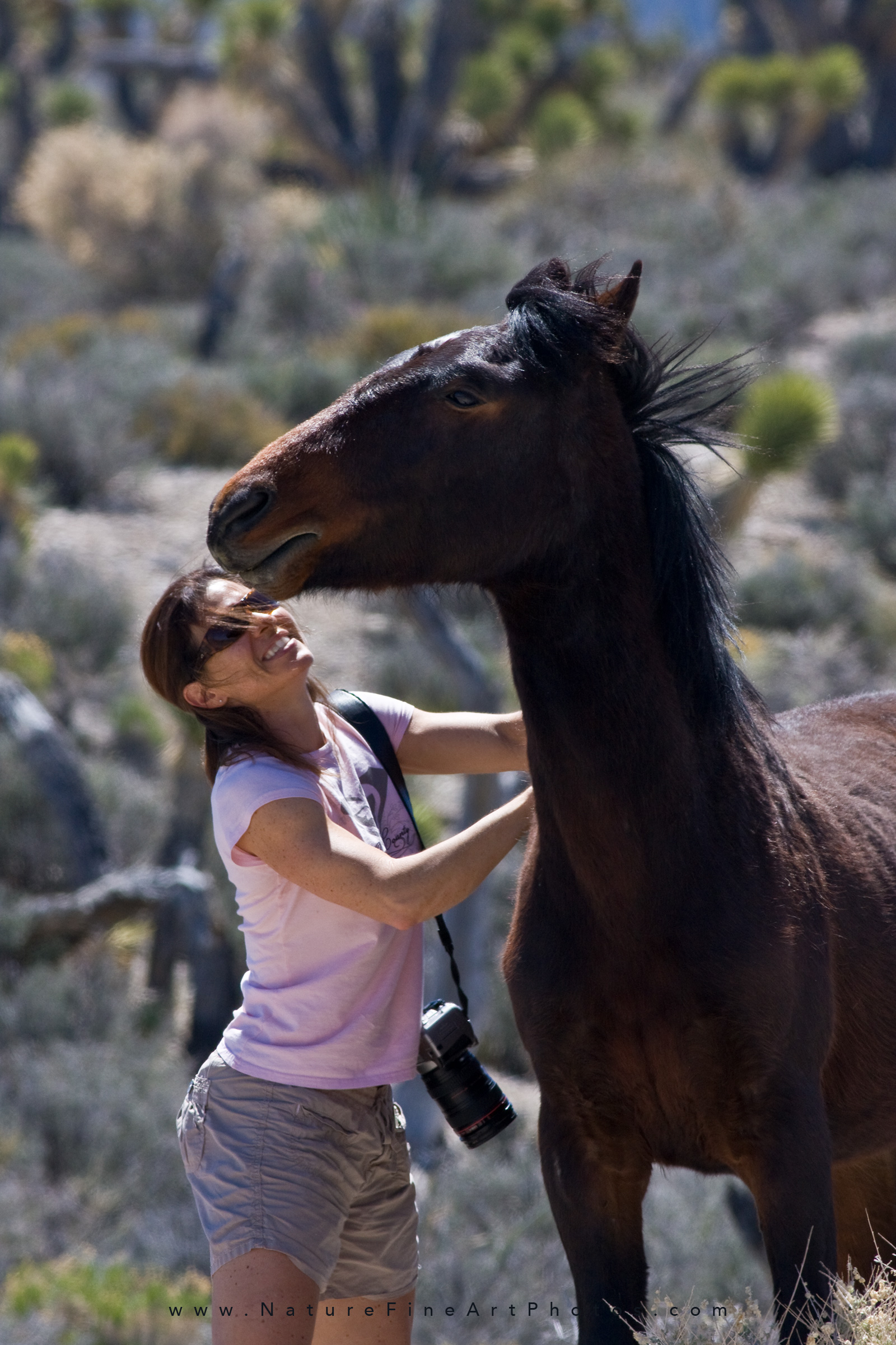 wild horse photo