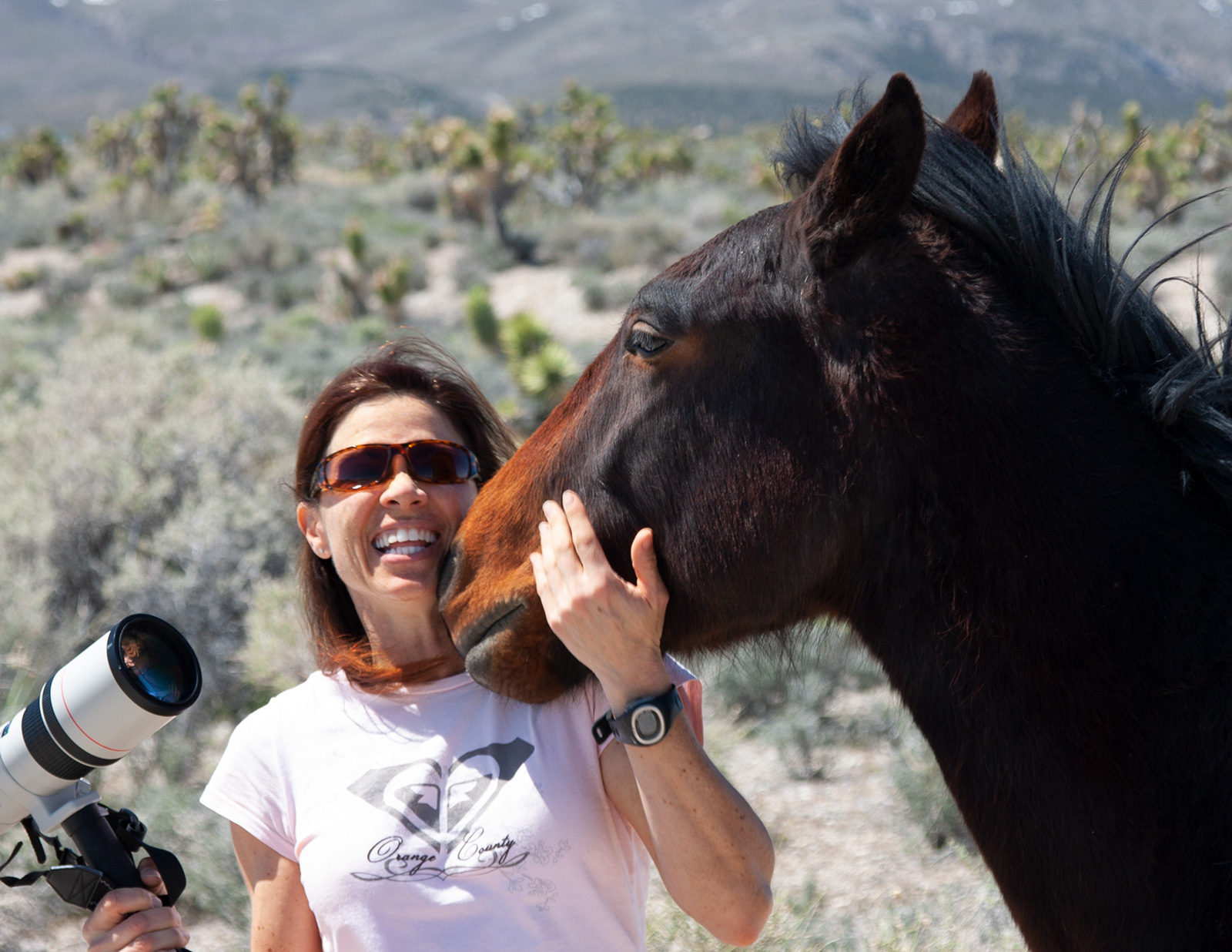 wild horse loving a lady